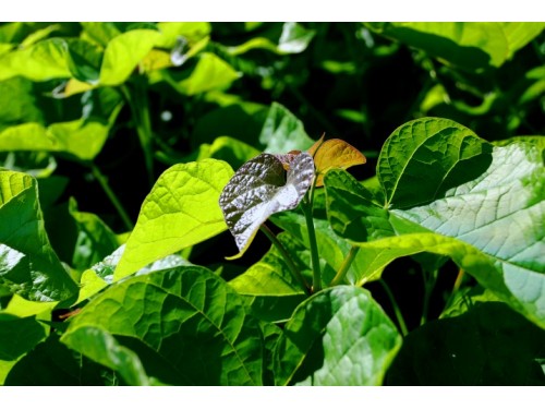 Catalpa bignonioides
